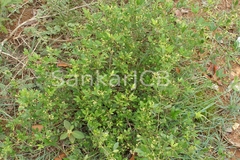 Toddalia asiatica var. gracilis